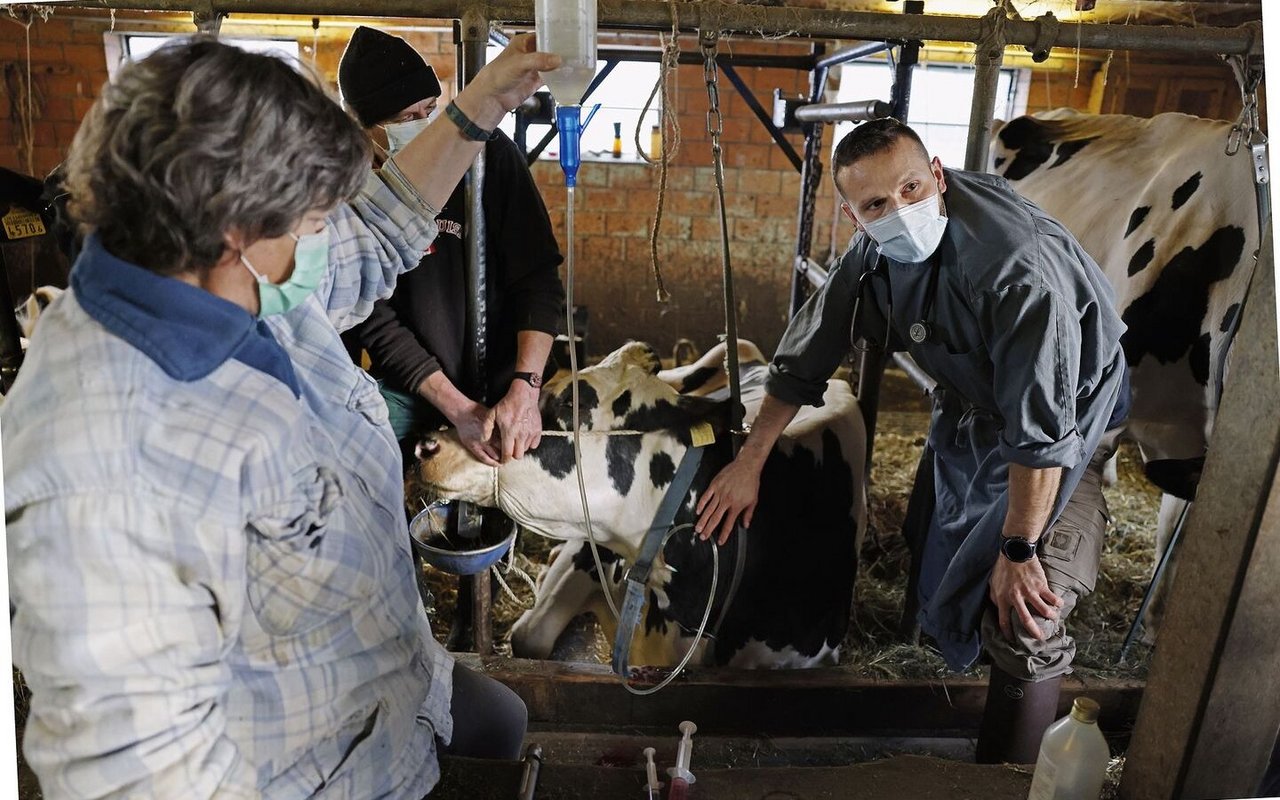 Tierarzt Martin Blaser (rechts) und Sonja und Peter Krähenbühl kümmern sich um die festliegende Kuh.