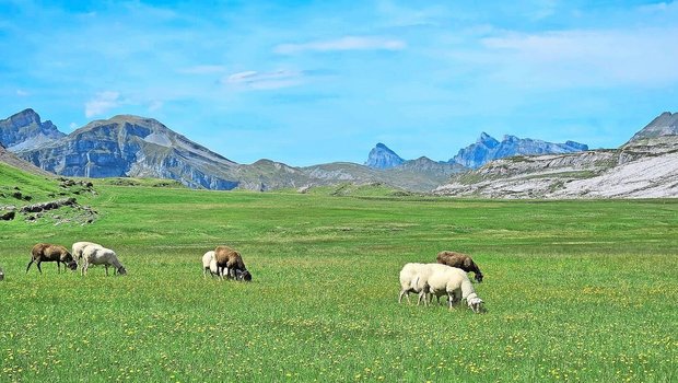 Ein Bild vom Gebiet Ein Bild vom Gebiet Charetalp und Erigsmatt aus dem letzten Jahr. Aktuell weiden auf diesen Alpweiden keine Schafe, die Herden werden im Tal saniert.