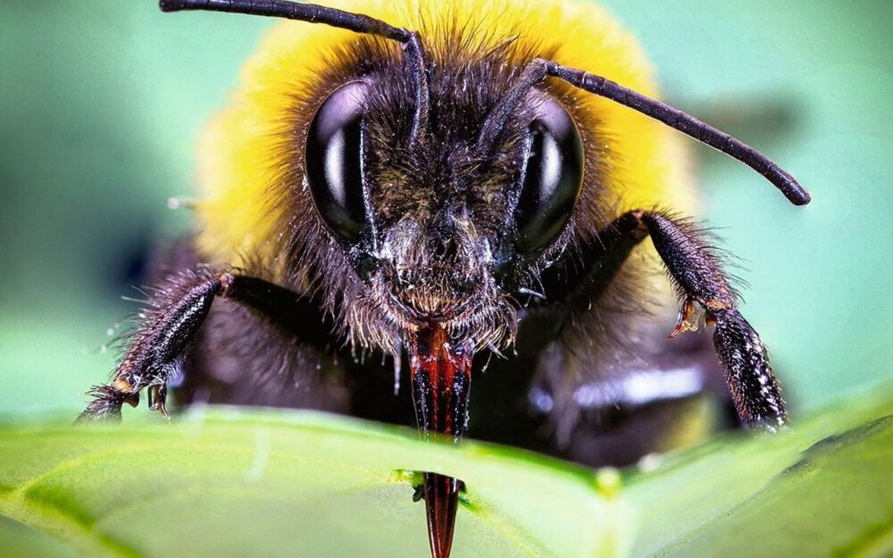 Finden Erdhummeln zu wenig Pollen, stechen sie Blätter von nicht-blühenden Pflanzen an, um sie zur Blütenproduktion anzuregen.