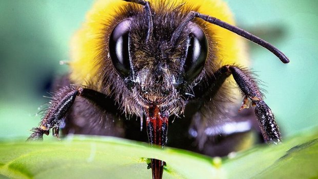 Finden Erdhummeln zu wenig Pollen, stechen sie Blätter von nicht-blühenden Pflanzen an, um sie zur Blütenproduktion anzuregen.