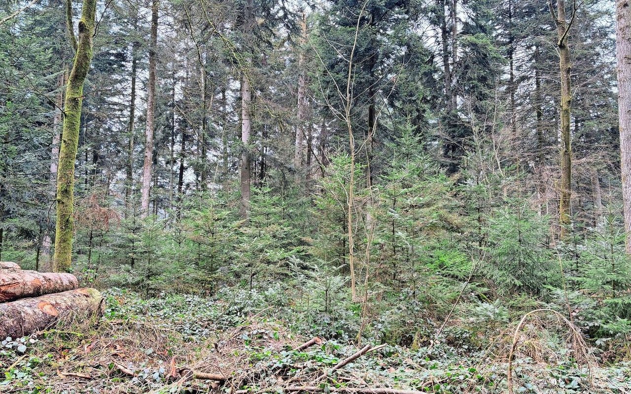 Das Bild zeigt einen Wald mit mehrstufigem Bestand und natürlicher Verjüngung. Aufgrund der hohen Schalenwildbestände ist eine Naturverjüngung jedoch auf 50 % der Waldfläche des Kantons Bern nicht möglich. 