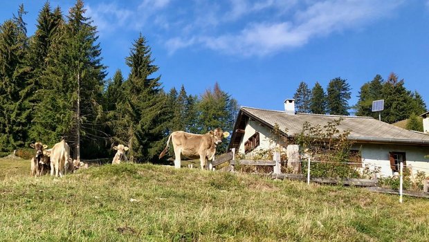 Alpwirtschaft auf dem Känzeli, hoch über der Stadt Chur. (Bild: Jürg Vollmer)