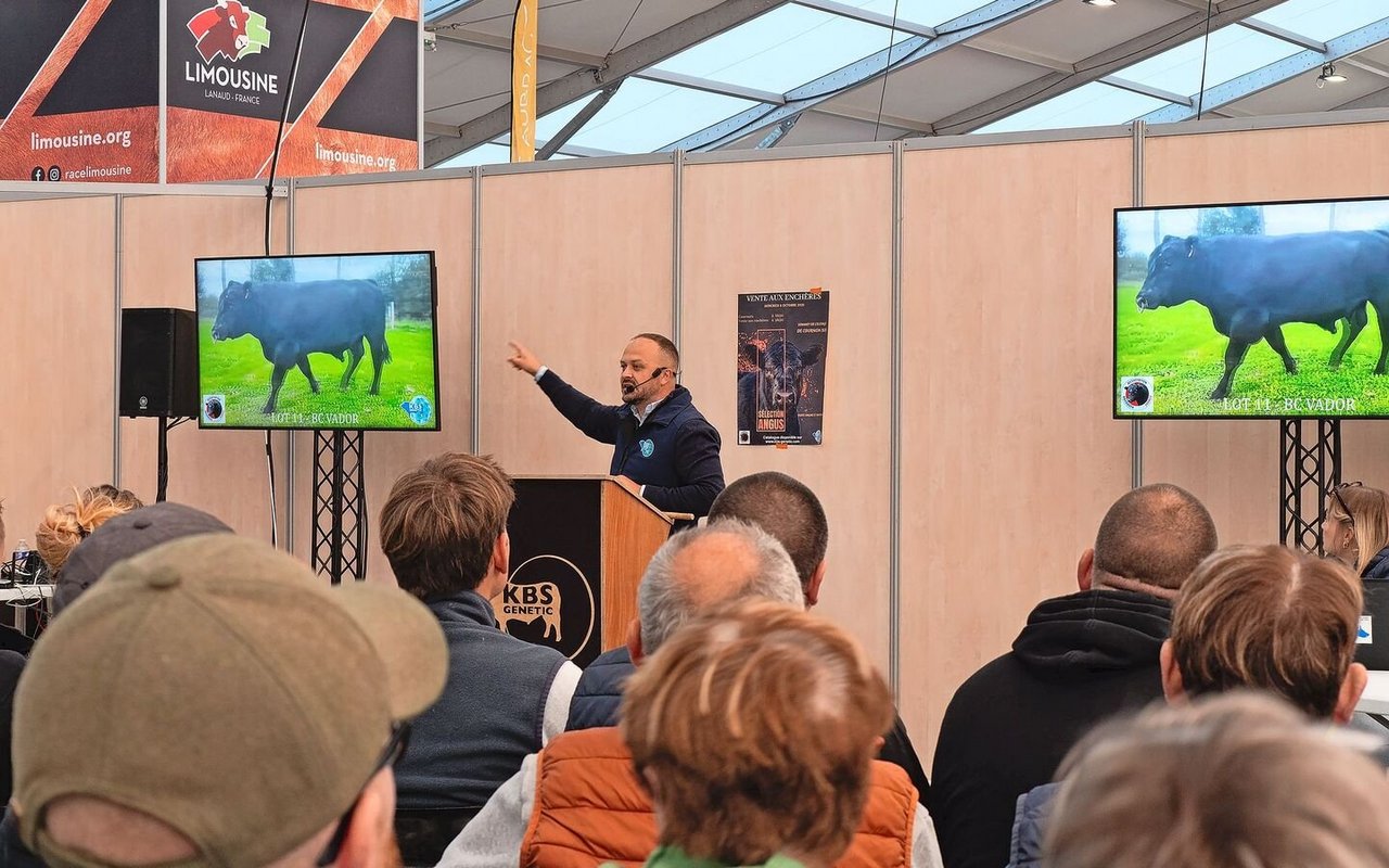 Im Rahmen einer Auktion konnten Angus-Tiere ersteigert werden. Es konnte vor Ort oder über das Internet mitgeboten werden. Die Tiere wurden mittels Videoaufnahmen gezeigt.