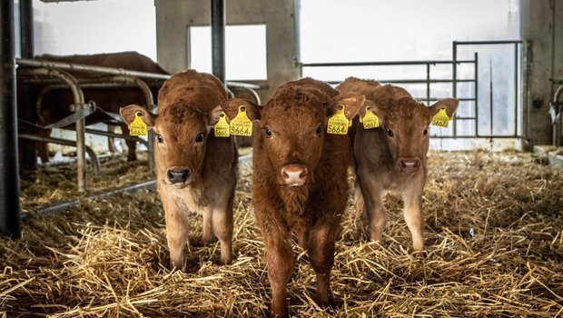 Mutterkuhhaltung steht für eine naturnahe und tierfreundliche Fleischproduktion. (Bild: Larissa Dubach)