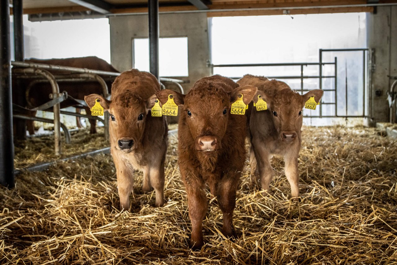 Mutterkuhhaltung steht für eine naturnahe und tierfreundliche Fleischproduktion. (Bild: Larissa Dubach)