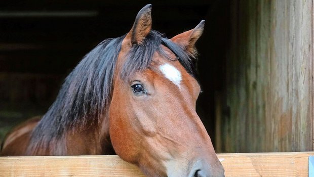 Bei den Freibergern laufen aktuell die Feldtests und die Fohlenschauen haben begonnen. Dem Verband fehlen aktuell aber Richter, um die Tiere zu beurteilen.