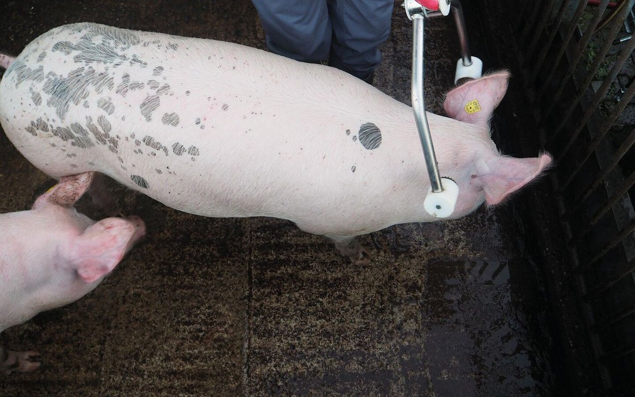 Das Schwein wird mit der Elektrozange betäubt.
