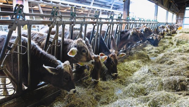 Im ehemaligen Milchviehstall leben heute 60 Aufzuchtrinder.