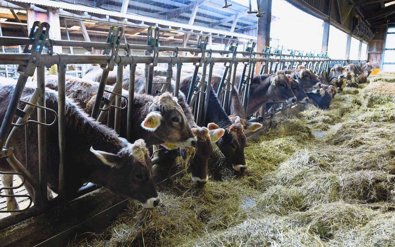 Im ehemaligen Milchviehstall leben heute 60 Aufzuchtrinder.