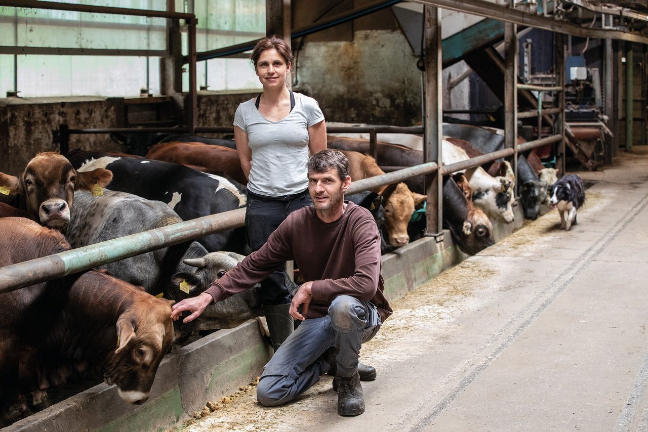 Peter und Luzia Keusch mästen auf ihrem Betrieb in Boswil AG 200 Muni. Bereits Keuschs Vater begann mit dieser Art der Fütterung. (Bilder Pia Neuenschwander)