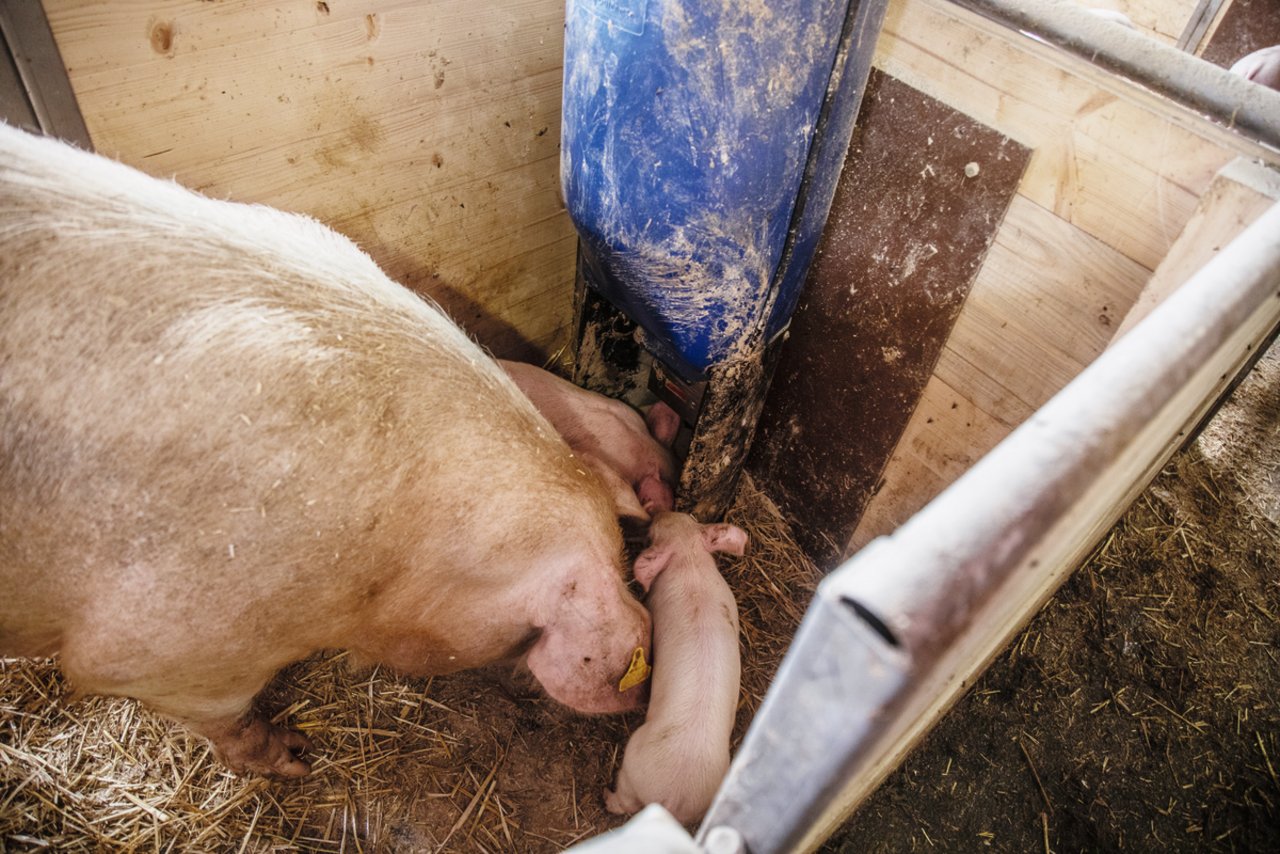 Die Ferkel mögen das Sauenfutter genauso und lernen besser fressen. Bild: Pia Neuenschwander