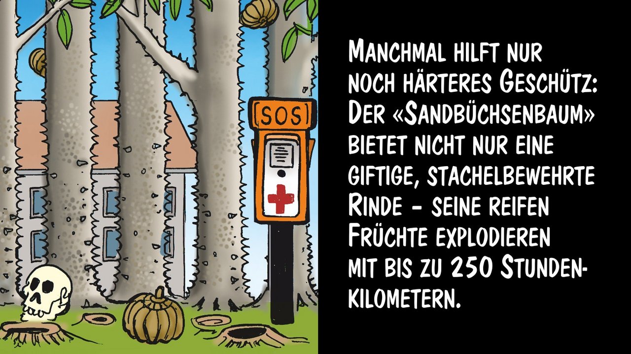 Der «Sandbüchsenbaum» ist gröberes Geschütz. Cartoon: Marco Ratschiller/Karma