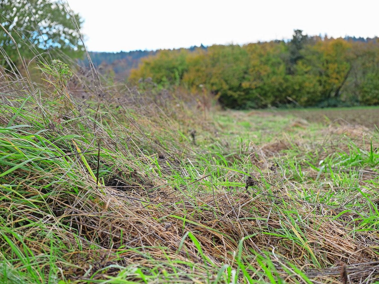 Maximal die Hälfte mähen, damit Rückzugsorte erhalten bleiben.