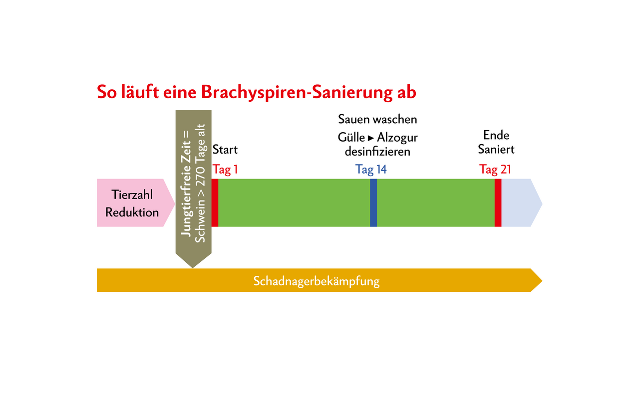 Schema des Grundprinzips einer Brachyspiren-Sanierung (rosa: unsaniert; grün/blau: aktive Sanierungsarbeiten, Elterntiere 21 Tage Medizinierung; hellblau: saniert).