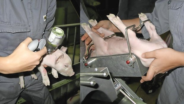 Für die chirurgische Ferkelkastration ist ein Sachkundenachweis (SKN-Teile «Theorie» und «praktisch») zwingend – unabhängig von der Narkoseart.