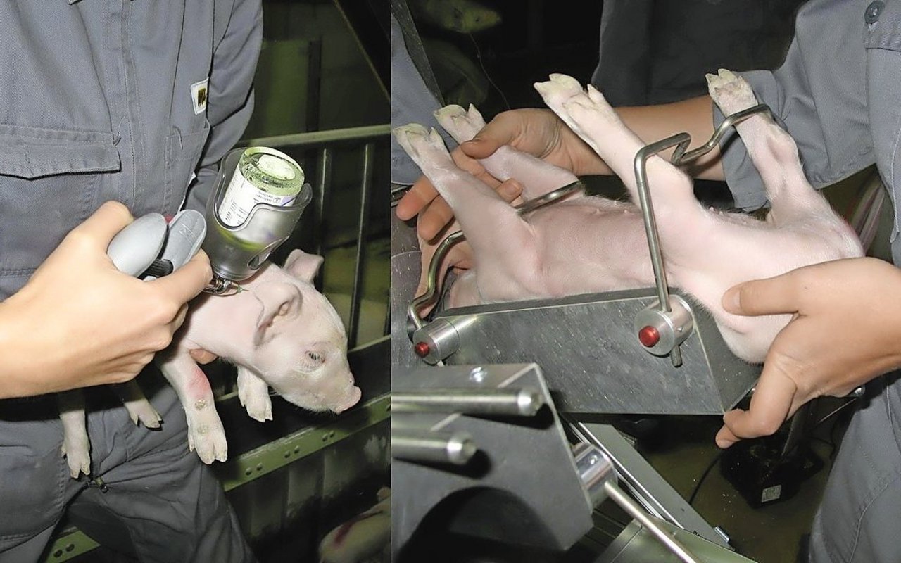 Für die chirurgische Ferkelkastration ist ein Sachkundenachweis (SKN-Teile «Theorie» und «praktisch») zwingend – unabhängig von der Narkoseart.