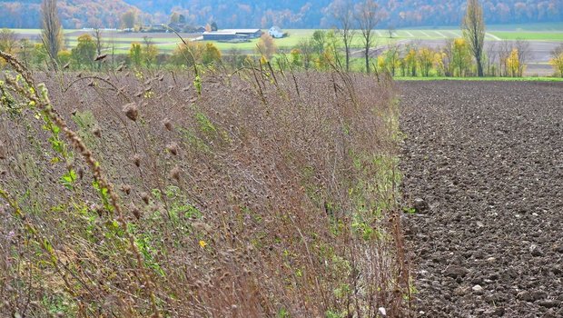 Deutlich sichtbar: Die zweijährige Buntbrache bietet zahlreiche Lebensräume, der nackte Acker kaum. Damit sie nicht zum Problem wird, muss die Buntbrache gepflegt werden.