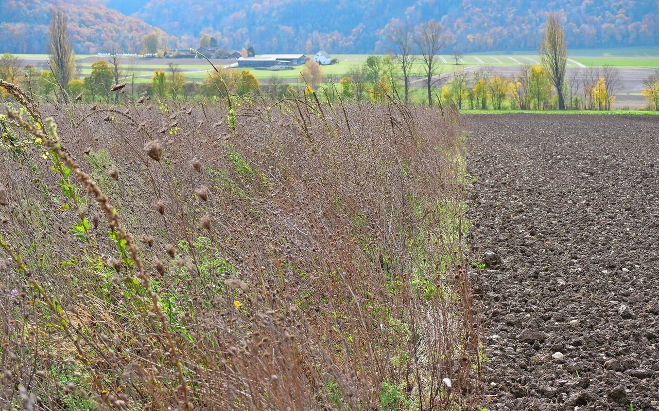 Deutlich sichtbar: Die zweijährige Buntbrache bietet zahlreiche Lebensräume, der nackte Acker kaum. Damit sie nicht zum Problem wird, muss die Buntbrache gepflegt werden.
