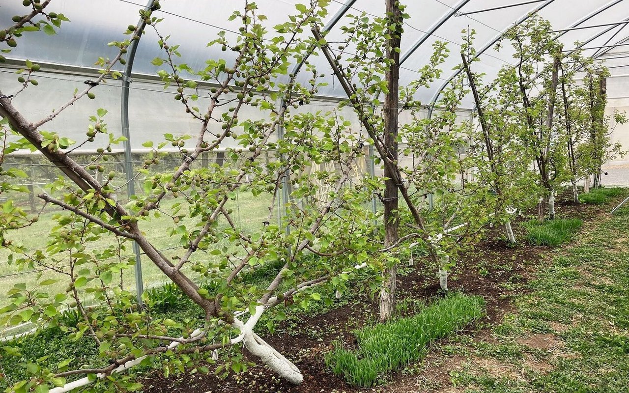 Auf Wirtspflanzen (z.B. Getreidearten) kann sich die Nützlingspopulation aufbauen. Diese schützen danach die Aprikosen.