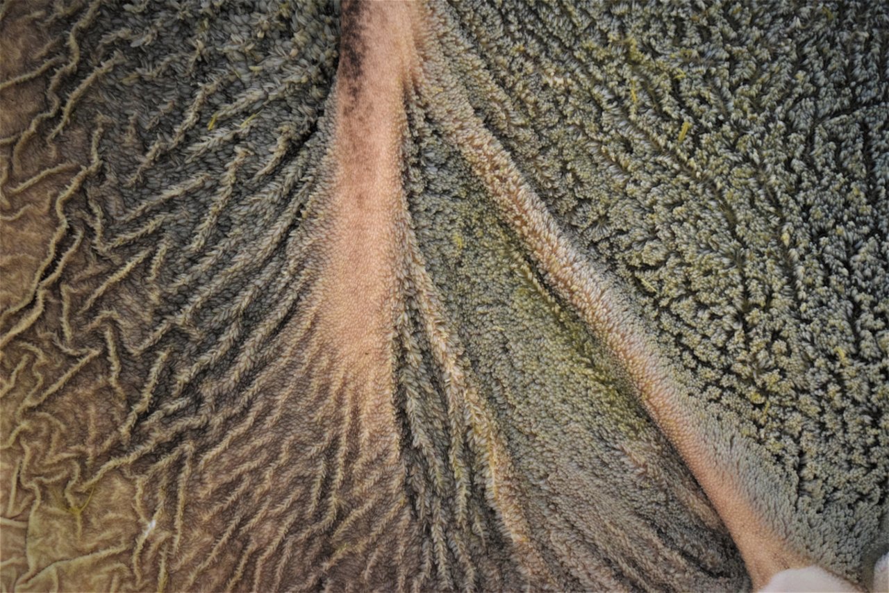 Bei der Pansenwand eines gesunden Wiederkäuers führt die Zottenstruktur zu einer Oberflächenvergrösserung. Bild: Institut für Tierpathologie, Vetsuisse-Fakultät der Universität Bern