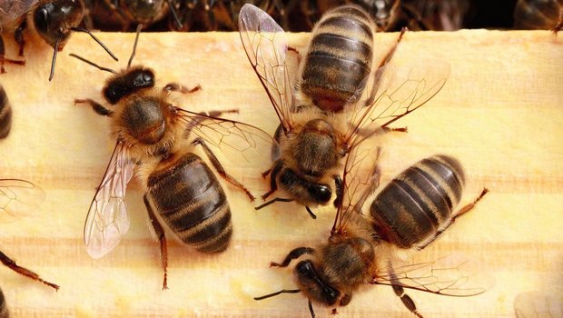 Honigbienen (hier die Dunkle Biene) bringen der Landwirtschaft einen Bestäubungswert von 1250 Franken pro Volk und Jahr.