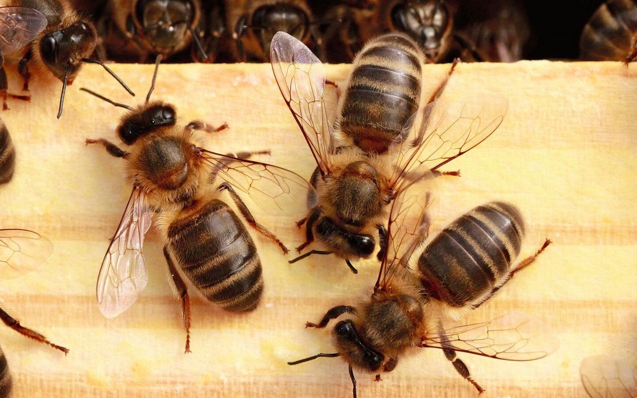 Honigbienen (hier die Dunkle Biene) bringen der Landwirtschaft einen Bestäubungswert von 1250 Franken pro Volk und Jahr.