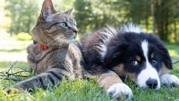 Katz und Hund