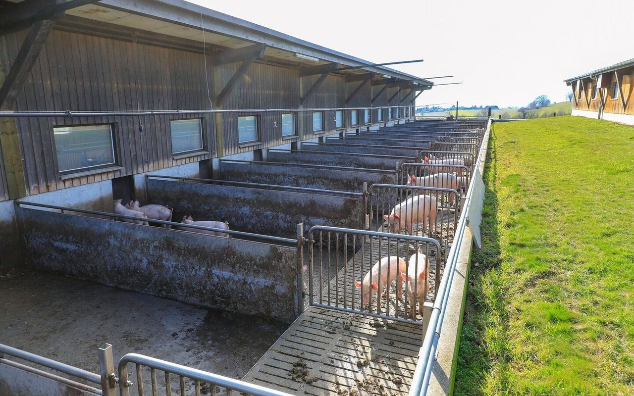 Schweine stehen und liegen im Auslauf hinter dem Stall. Ein doppelter Zaun ist nicht sichtbar.