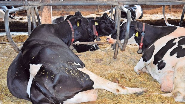 Eine Frist zur Beheb Eine Frist zur Behebung statt direkter Direktzahlungskürzungen, wenn kein direkter Handlungsbedarf oder ein relevanter Tierschutzverstoss vorliegt: Das fände Aniterra-Verwaltungsrat und Nationalrat Andreas Gafner sinnvoll.