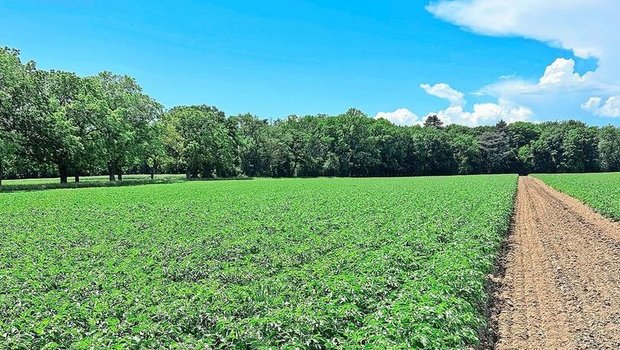Frühkartoffeln vor der Ernte. Diesen Freitag wird das Kraut mechanisch vernichtet und in zwei Wochen kommen die Knollen dann aus dem Boden raus. 