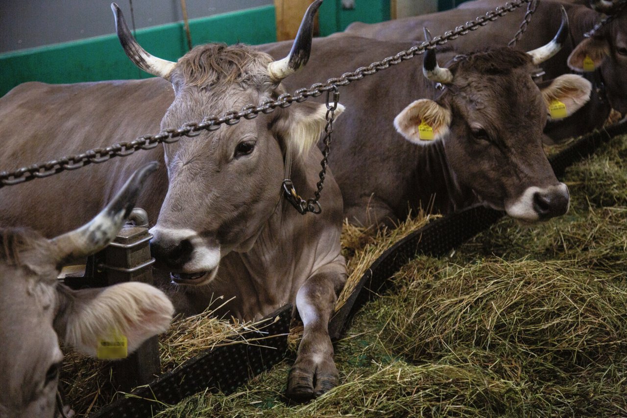 Flexibler Gummilappen anstatt fixer Bugbalken. «Die Kühe schätzen den Freiraum im Kopfbereich», erzählt Andreas Käslin. Bild: Pia Neuenschwander 