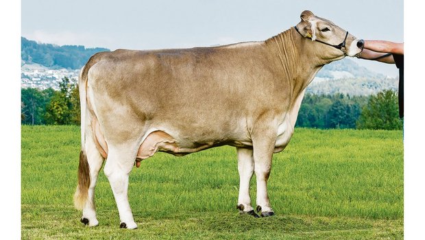 Rino Carelia ist eine typische ROB-Kuh. Ihr Vater ist ein reiner Original-Braunvieh-Stier. (Bild Konrad Lustenberger)