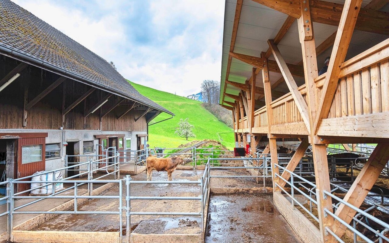 Im alten Milchviehstall (links) werden die Mastrinder gefüttert. Auf der rechten Seite des Laufhofs sind die Liegeboxen im neuen Stall untergebracht.
