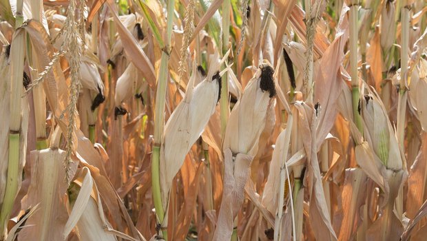 Die steigenden Temperaturen lassen bei fehlendem Niederschlag die Böden weiter austrocknen – die Schweizer Landwirtschaft muss sich auf heissere Sommer einstellen.