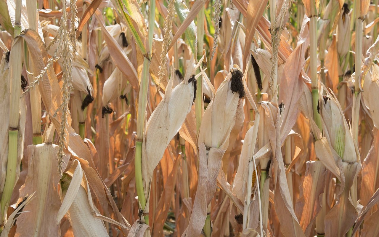 Die steigenden Temperaturen lassen bei fehlendem Niederschlag die Böden weiter austrocknen – die Schweizer Landwirtschaft muss sich auf heissere Sommer einstellen.