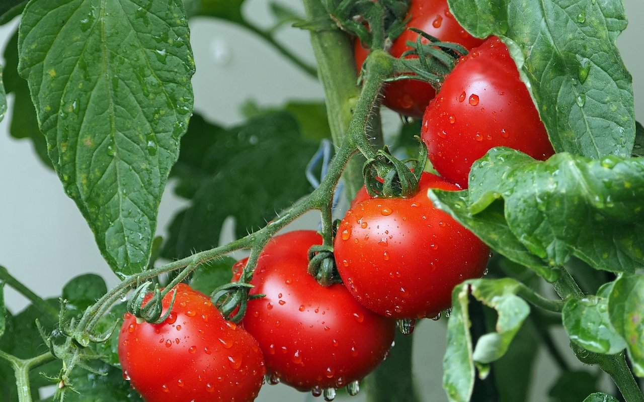Tomaten gehören zu den Klassikern im Garten.