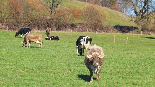 Eine zeitige Frühlingsweide bewegt die erwünschten Weidegräser dazu, die Bestockung zu intensivieren. Eine zeitige Frühlingsweide bewegt die erwünschten Weidegräser dazu, die Bestockung zu intensivieren.