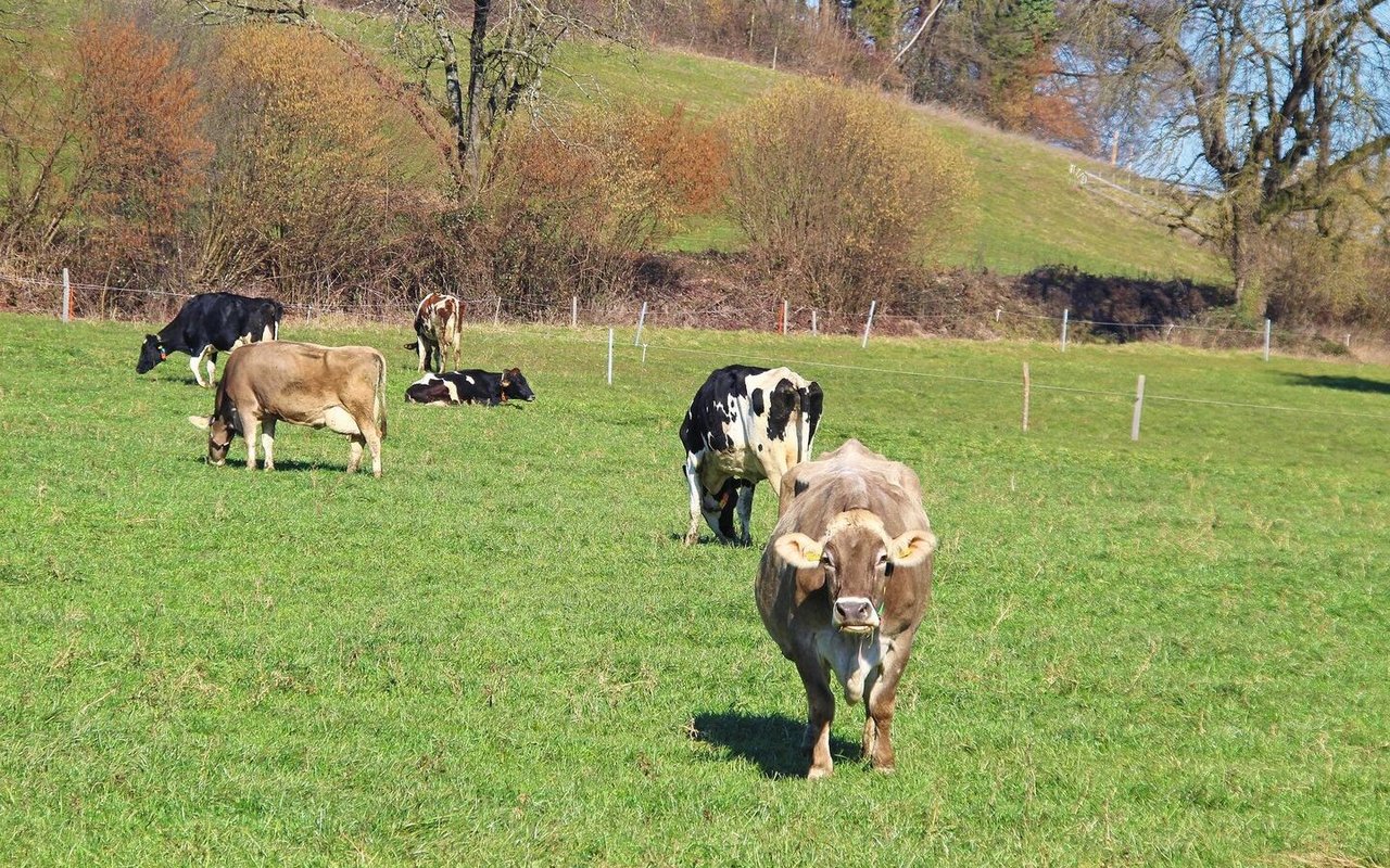 Eine zeitige Frühlingsweide bewegt die erwünschten Weidegräser dazu, die Bestockung zu intensivieren.