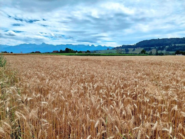 Ueli Zaugg verpachtet unter anderem diese Parzelle in Münsingen BE. 