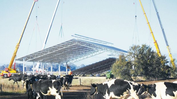 Die Winterscheune während des Baus: Letzten Winter gab es wegen überdurchschnittlich viel Regen auf den Weiden grosse Schäden. Nun können sich die Kühe unterstellen.