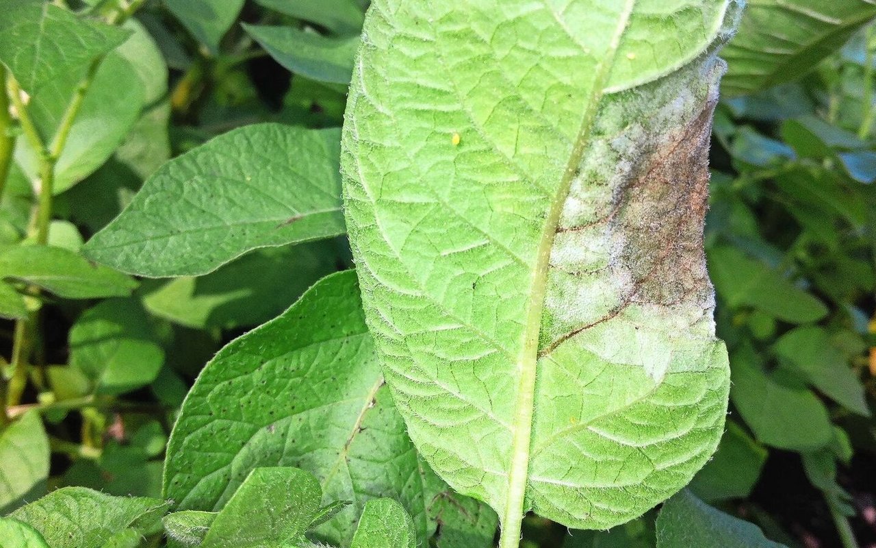 Die Krautfäule führte besonders im Jahr 2024 zu grossen Ernte-ausfällen bei den Kartoffeln.