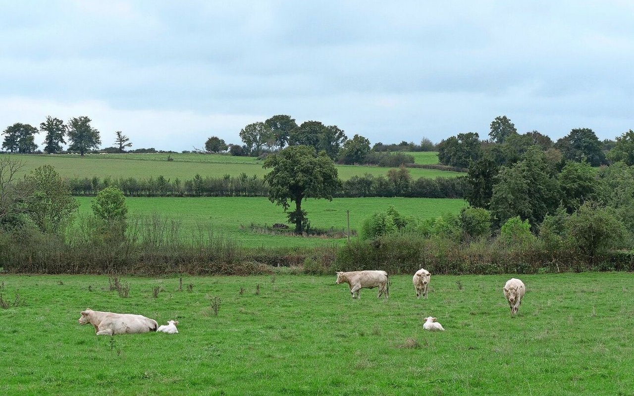 Bei den «farm tours» konnten verschiedene landwirtschaftliche Betriebe und auch Rinder besichtigt werden. Hier zum Beispiel beim Besuch eines Betriebes mit Mutterkühen der Rasse Charolais.