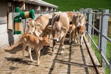 Im Winter funktioniert Ruschs System auch. Anstatt auf die Weide dürfen die Kälber einfach in den Laufstall. Bild: Gian Vaitl 