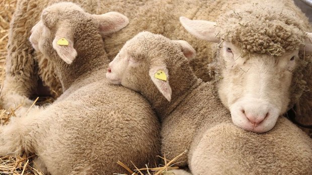 Ketose bei Schafen Ein Mutterschaf liegt mit ihren beiden Jungen im Stroh.