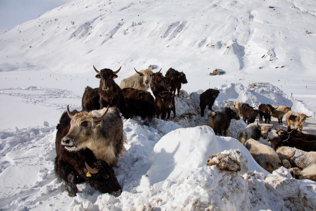 Die Yaks vom Schweizer Landwirt Adrian Regli in Andermatt UR.