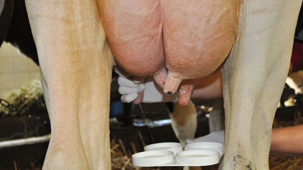 Zitzenversiegler Milchkuh Eine Kuh wird von Hand gemolken und die Milch in die Schalen des Schalmtests geleitet.