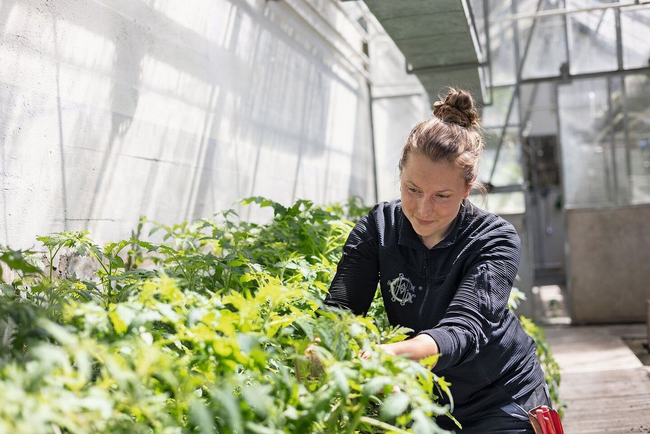 Hélène Forrer zieht mit ihrem Team im Gewächshaus Tomaten für die Küche des Giessbach-Restaurans Tapis Rouge.