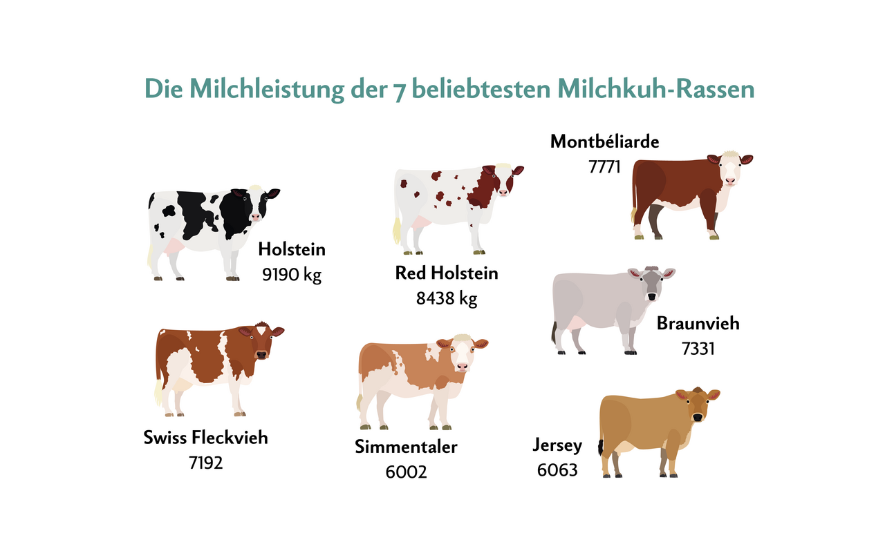 Die 7 Milchkuh-Rassen mit der höchsten Milchleistung.