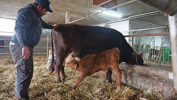 Thomas Friedli hilft dem Ersatzkalb dabei, das Euter der Mutterkuh zu finden, deren eigenes Kalb eingeschläfert werden musste. Zunächst bleibt die Mutterkuh dafür am Halfter fixiert.