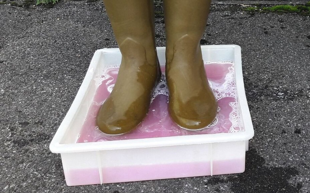 Ein paar Füsse mit Stiefel stehen im pinkfarbigen Desinfektionsbad.